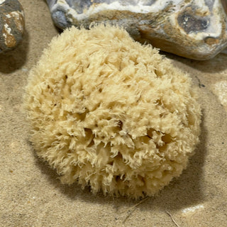 Face Care Natural Sea Sponges