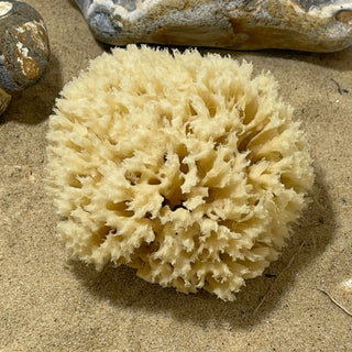 Natural Sea Sponges for Baby
