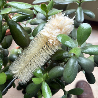 Bottle Brush for Baby Bottles, Milk Bottles, Thermos and Water Bottles