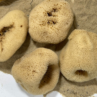 Silk Cup Sponge - Spongia Mollissima