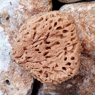 bottom view of a typical honeycomb sponge