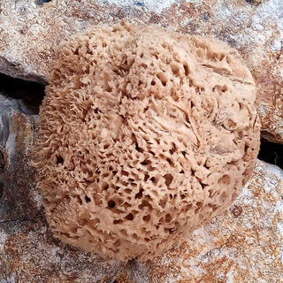top view of a typical unbleached honeycomb sponge