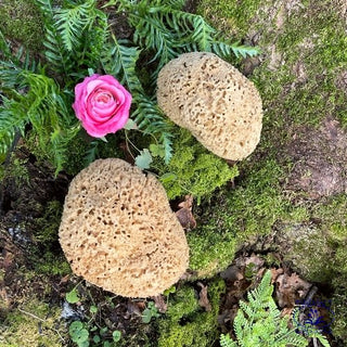 a pair of honeycomb sponges with moss fern and roses