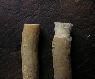 On the left, a toothbrush stick with some of the peel chew off, on the right, once the bristles are formed.