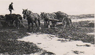 An photograph of seaweed collecting