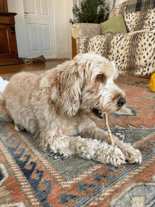 Ziggy dog brushing its own teeth with a miswak stick!