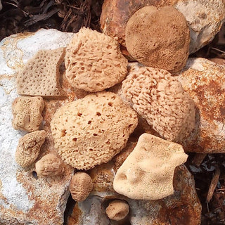 our selction of natural sea sponges for face care