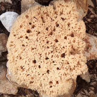 Decorative Natural Sea Sponges