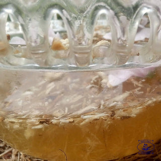 marshmallow root with water in glass bowl close up with logo