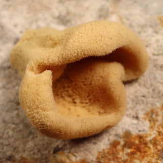 Face Care Natural Sea Sponges