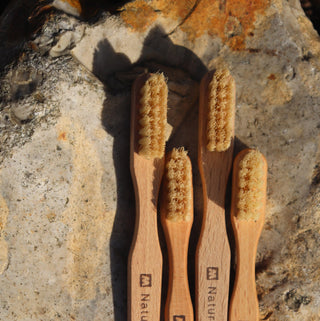 A photo shwoing oboth sizes of the natural boar bristle and wood toothbrushes