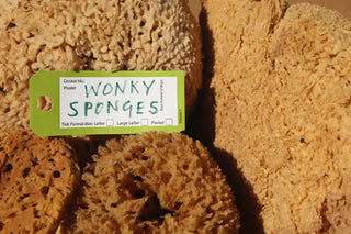 wonky sponges sponge seconds images of sponges with label